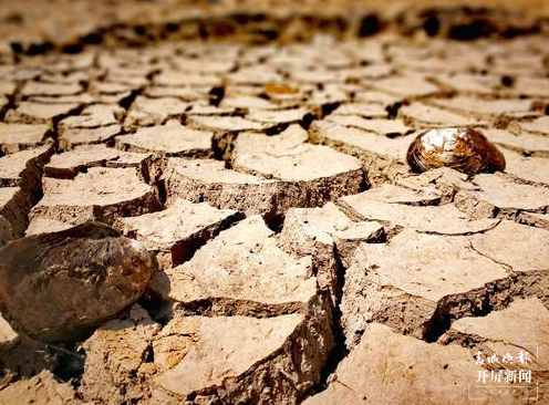 陆良旱情（春城晚报-开屏新闻记者 蒋琼波 摄）