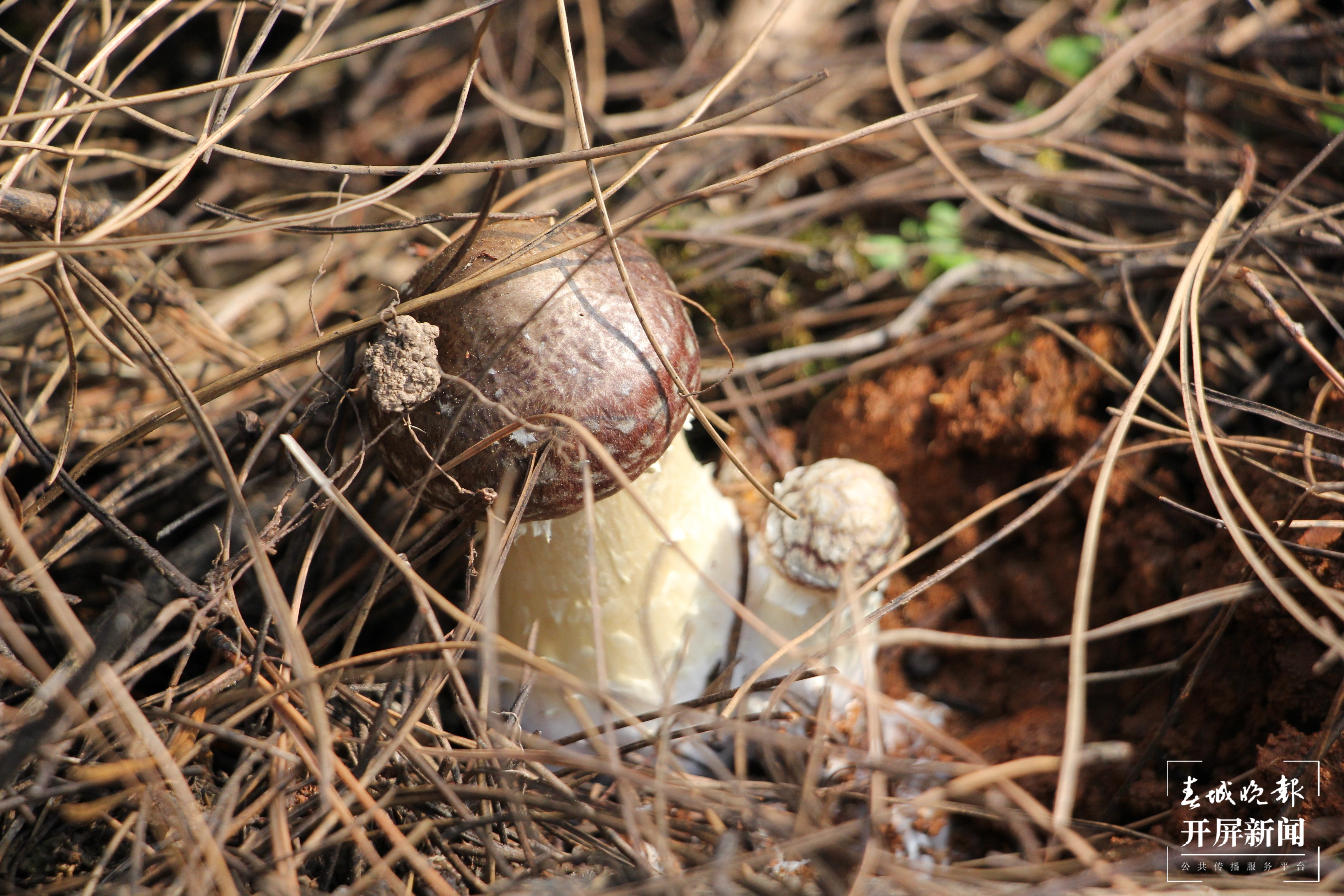舌尖上的山珍美味 晋宁大球盖菇上市了