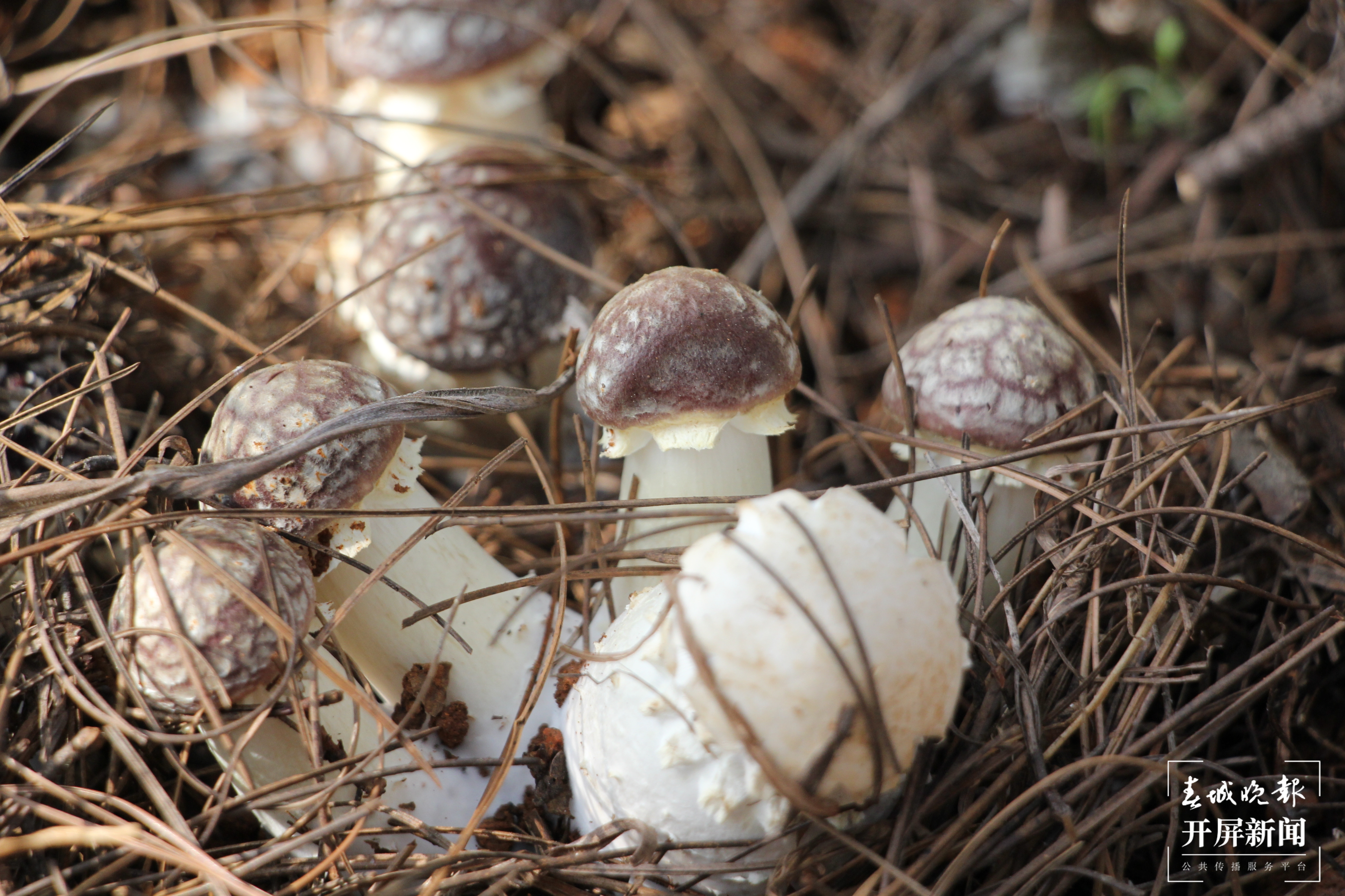 舌尖上的山珍美味 晋宁大球盖菇上市了