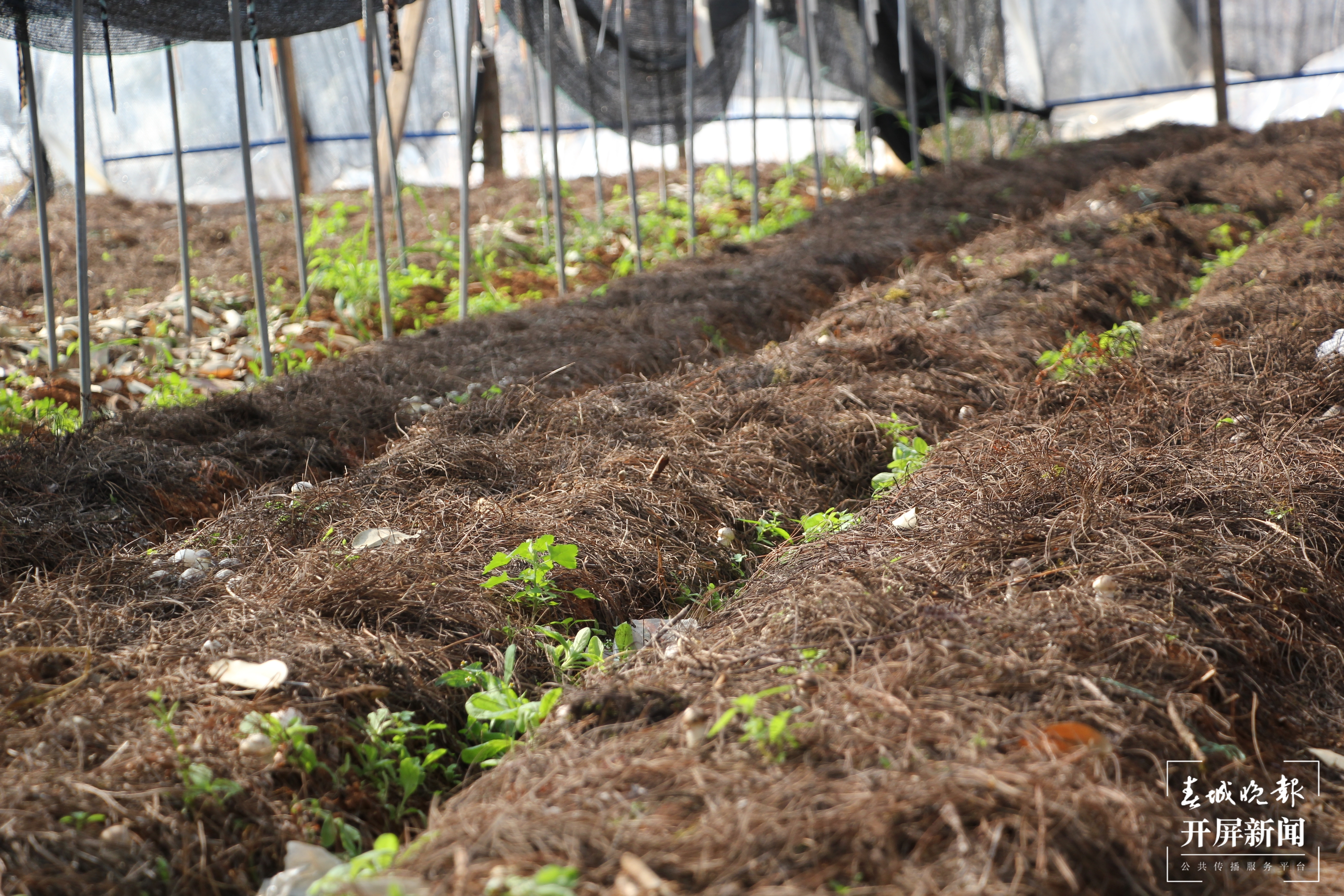 舌尖上的山珍美味 晋宁大球盖菇上市了