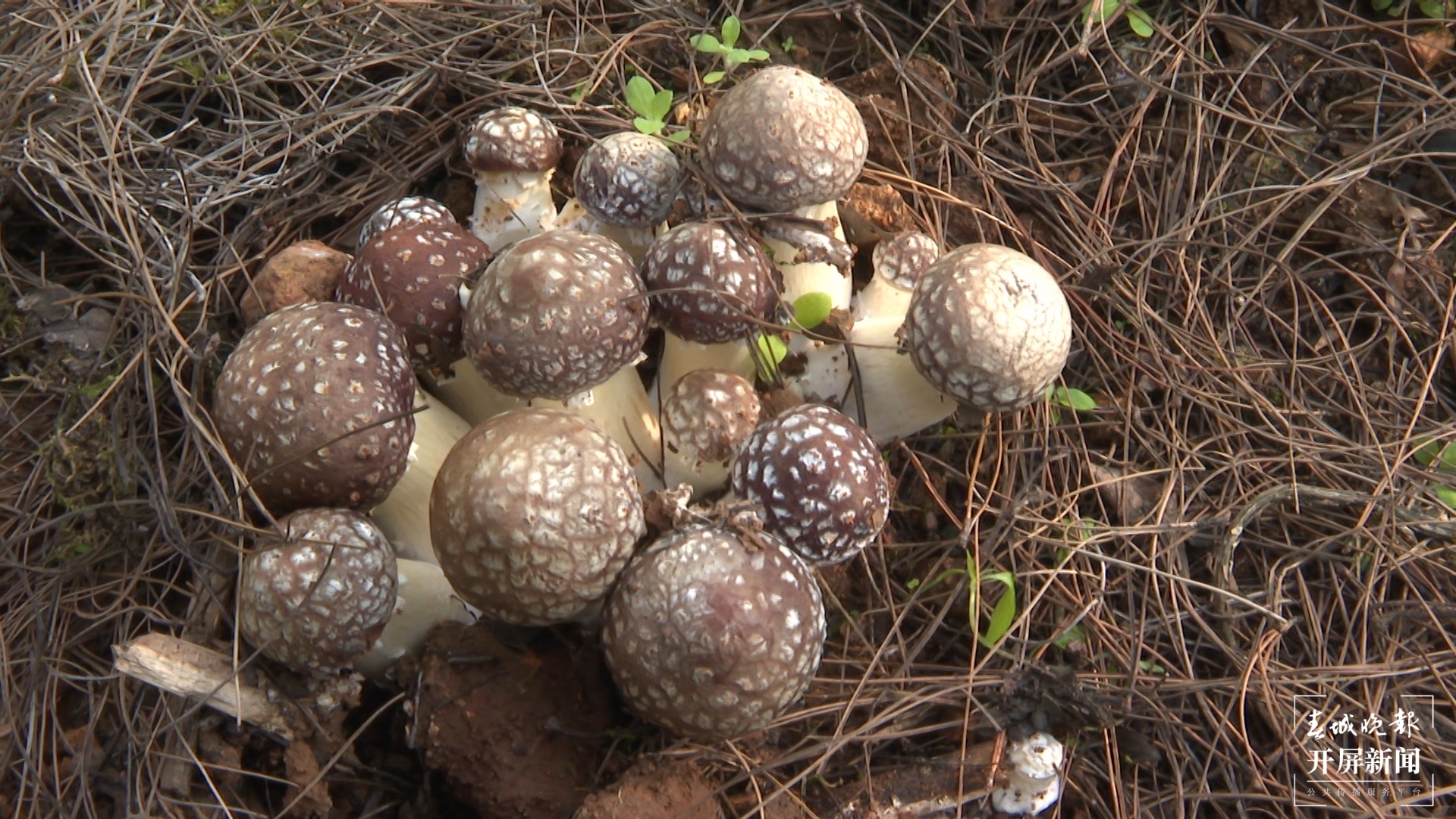舌尖上的山珍美味 晋宁大球盖菇上市了