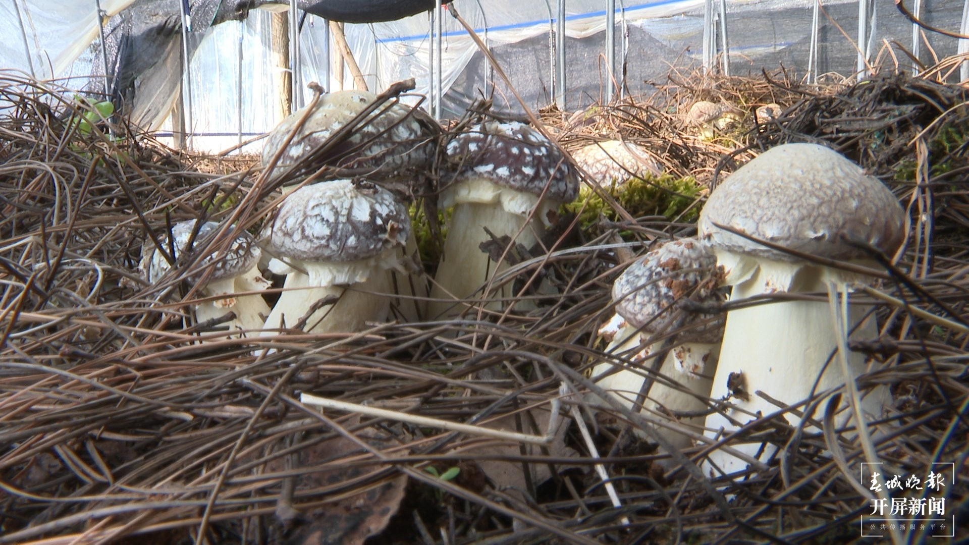 舌尖上的山珍美味 晋宁大球盖菇上市了