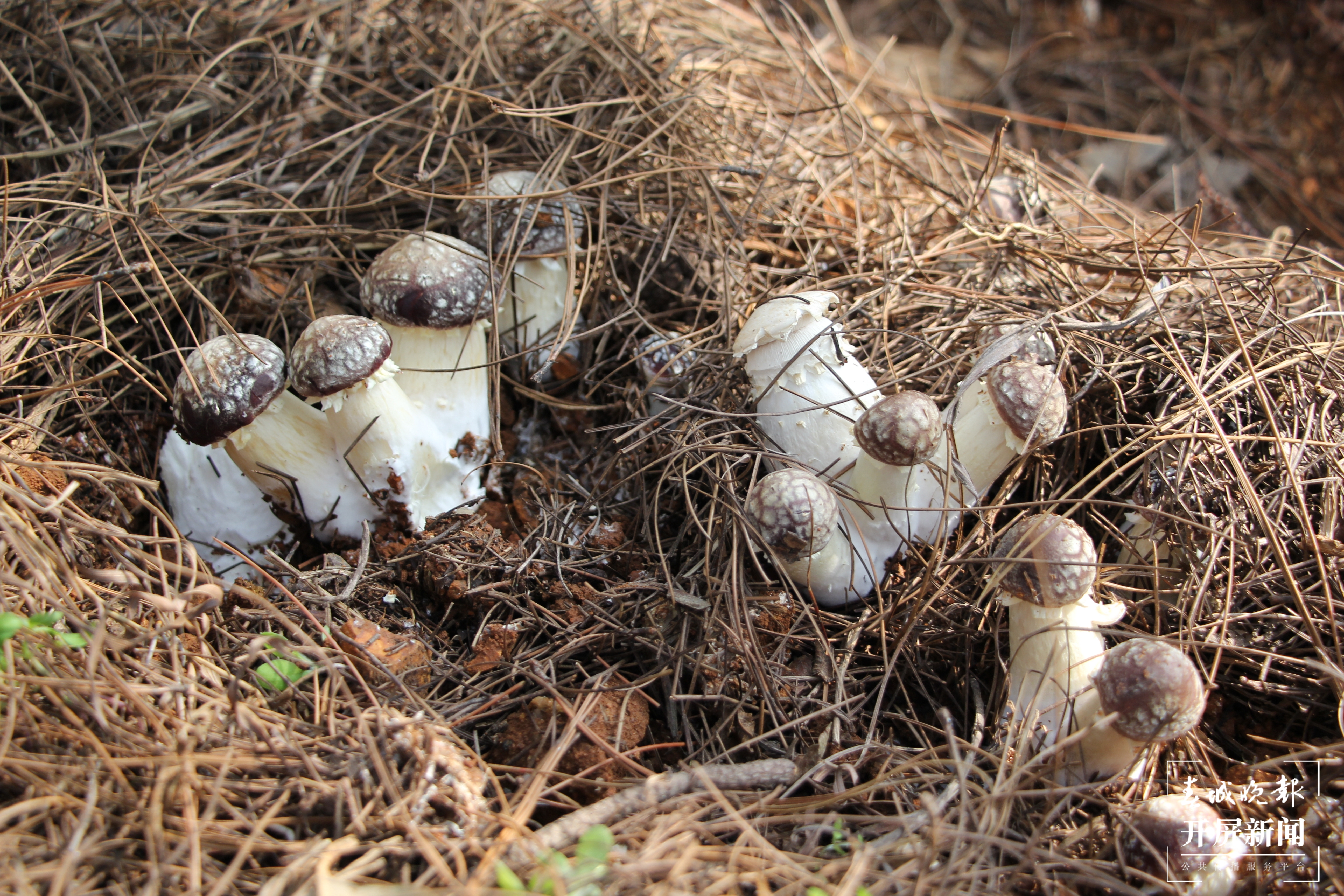 舌尖上的山珍美味 晋宁大球盖菇上市了