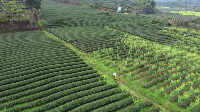 时政马上评丨跟随总书记的脚步 读懂“科特派”写在大地上的论文