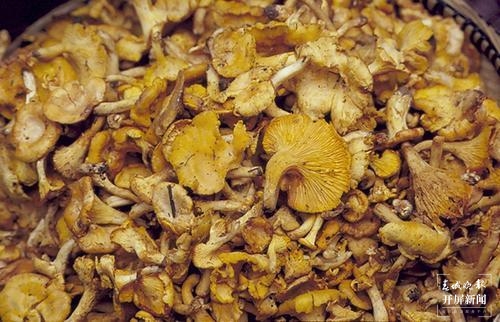 @云南人，你在市场上买的鸡油菌，其实大多叫…（记者杨质高）