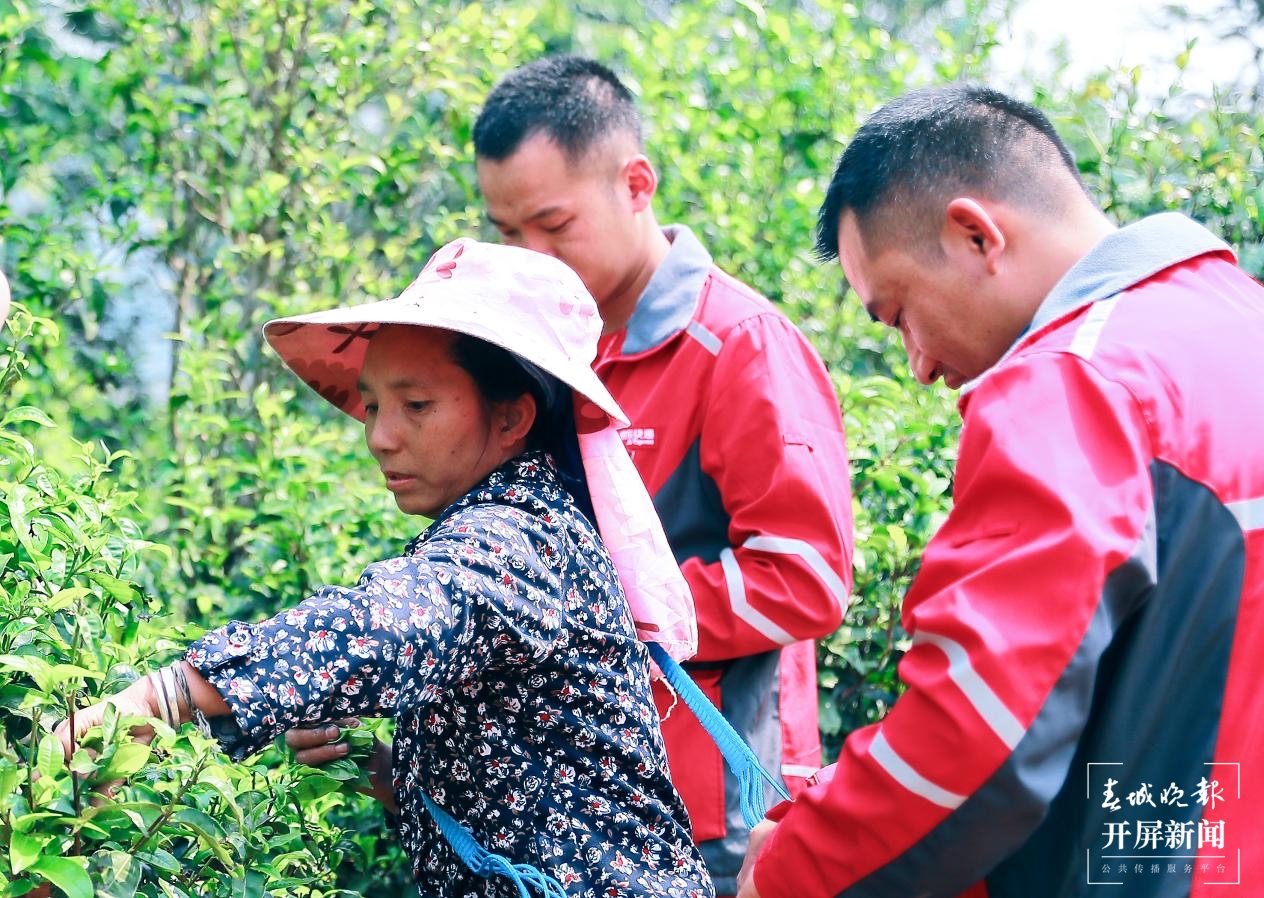 云南春茶外销（供图）
