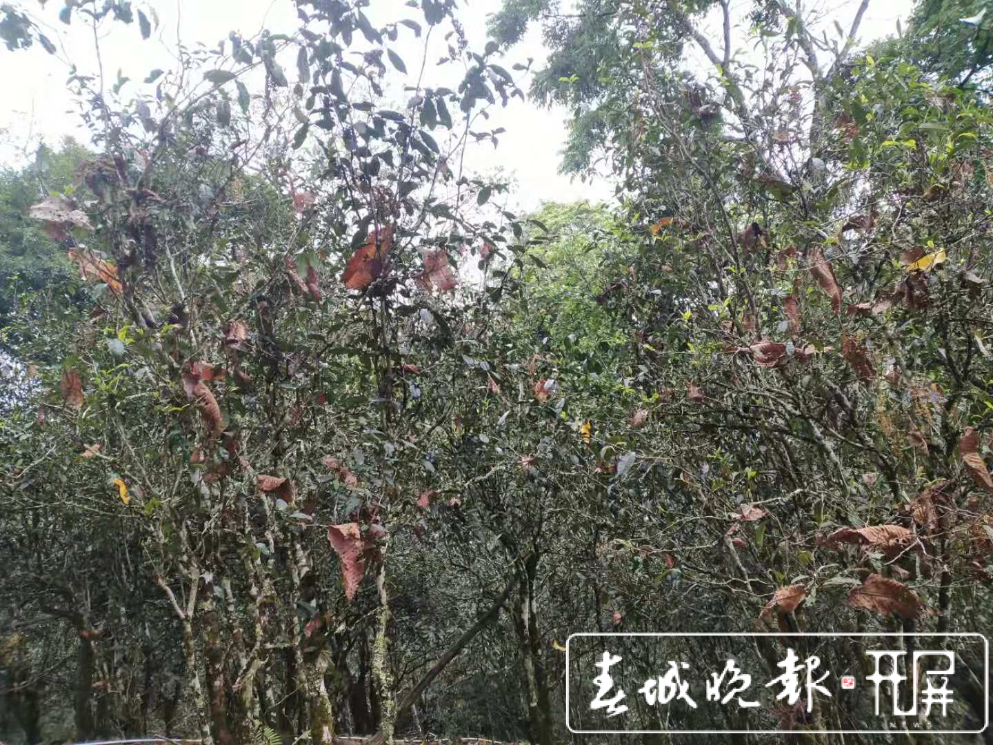 易武镇茶区