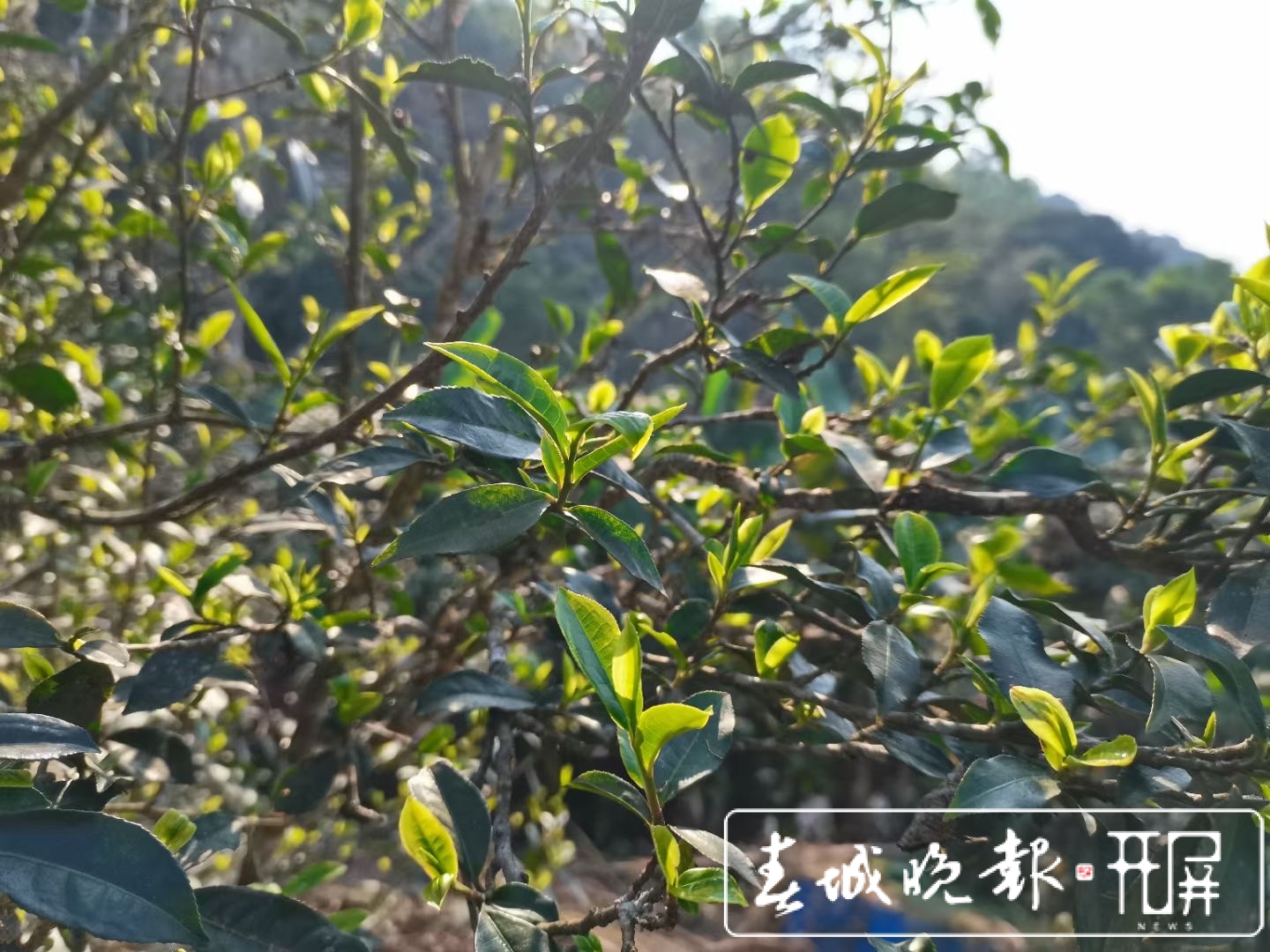倚邦茶山