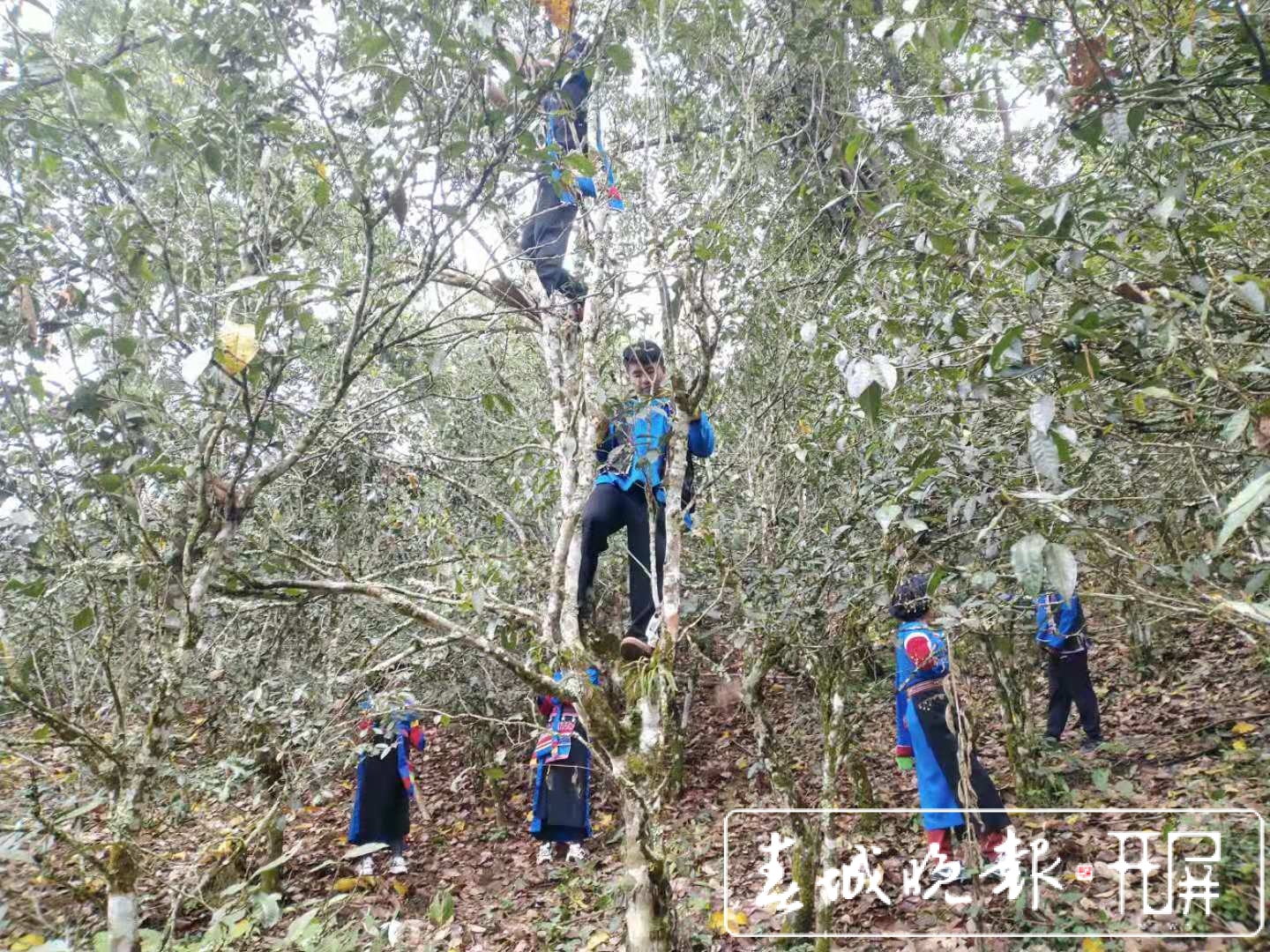 易武茶山：今年春茶开摘时间提早，预计产量比去年提高