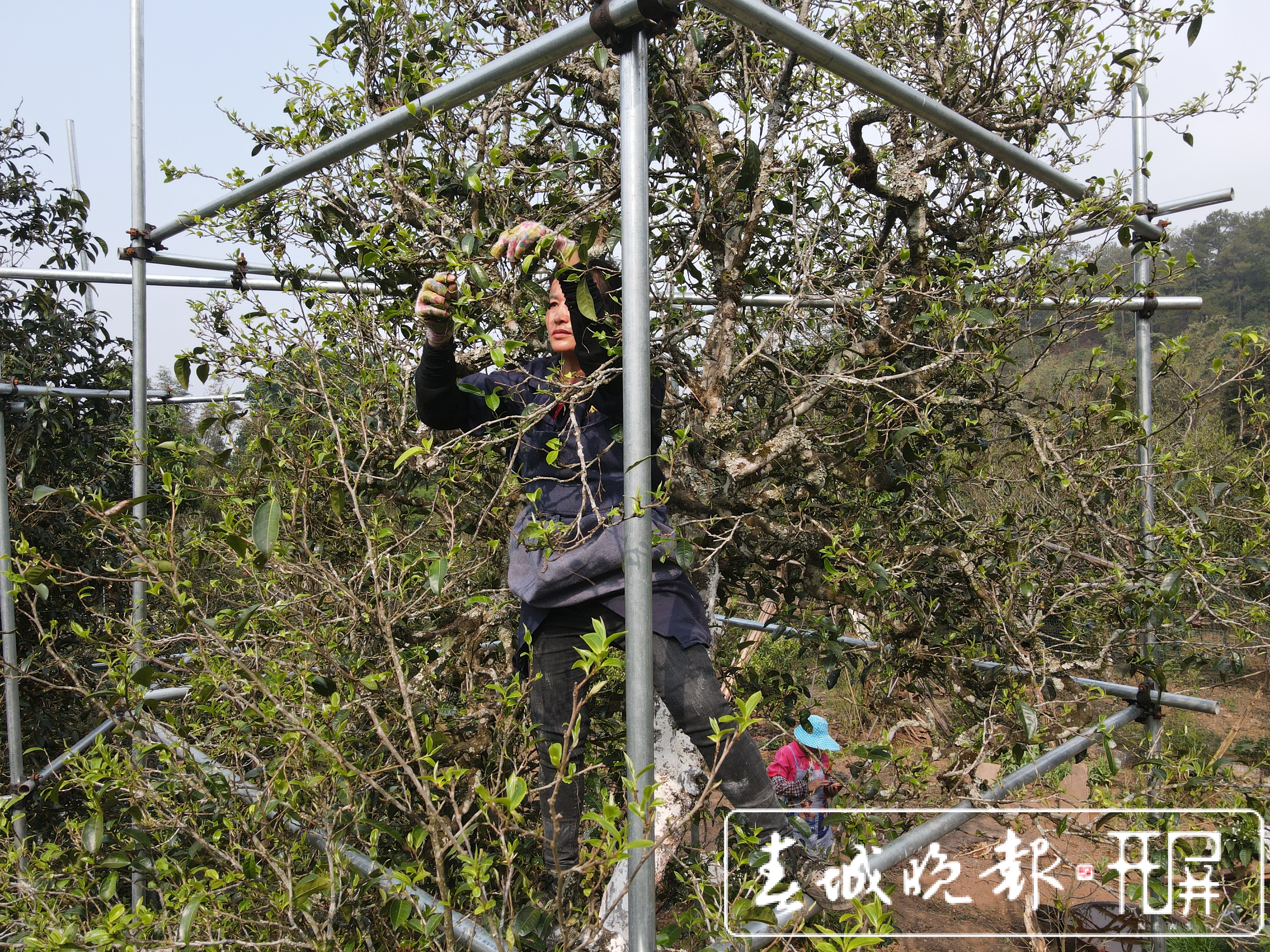 春茶系列报道3普洱困鹿山：茶树发芽率好于往年