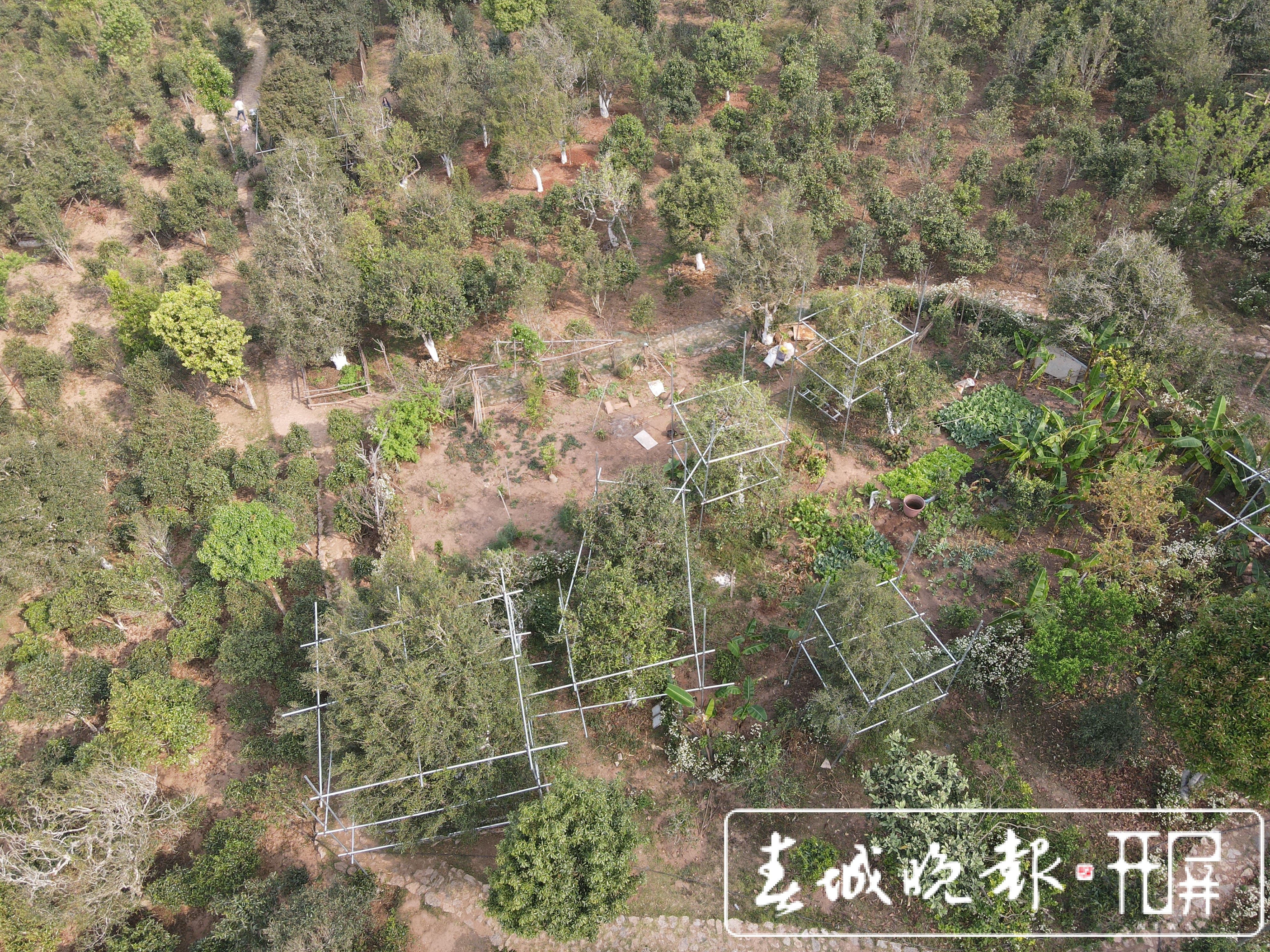 春茶系列报道3普洱困鹿山：茶树发芽率好于往年
