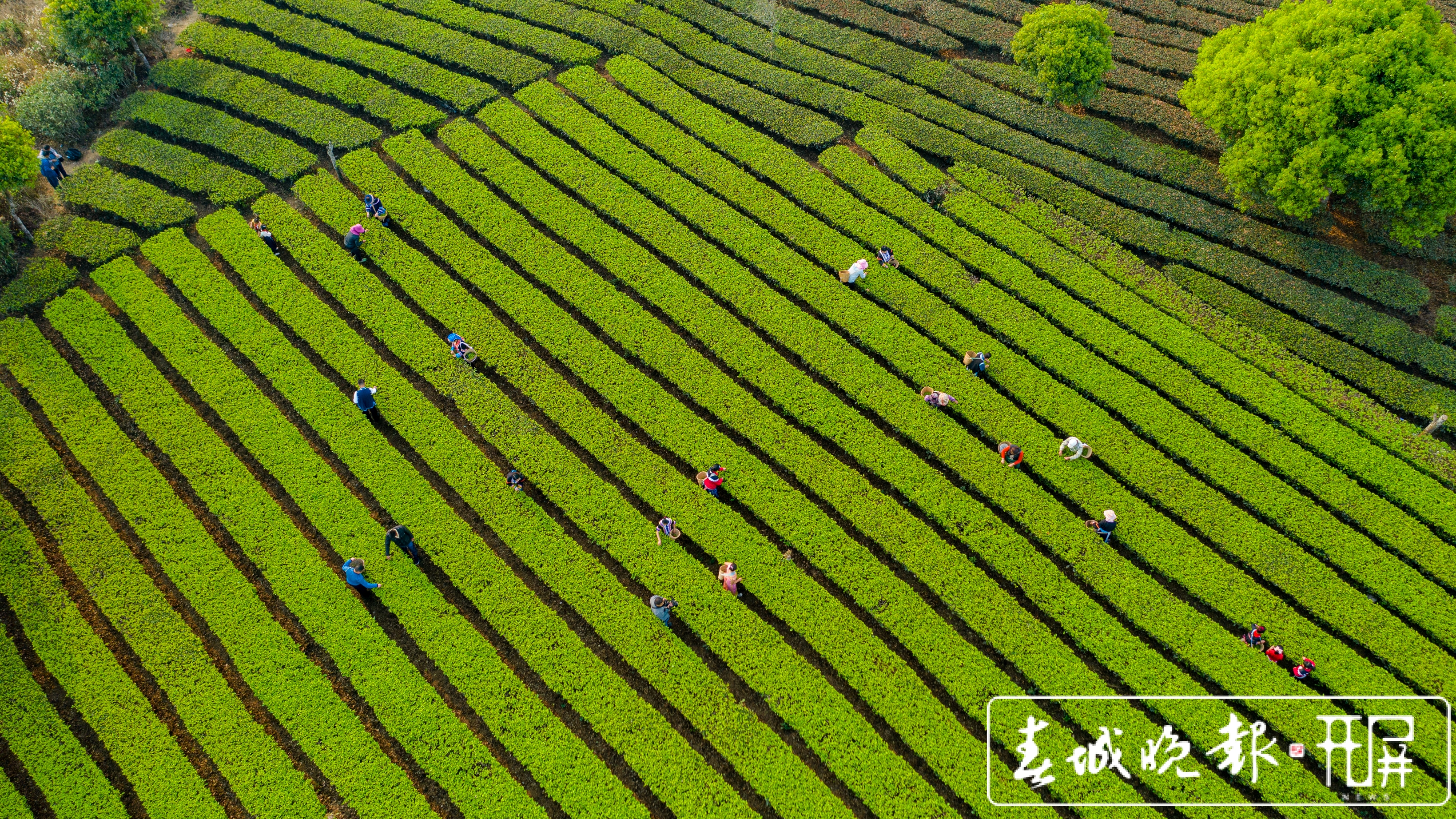 春茶系列报道3普洱困鹿山：茶树发芽率好于往年