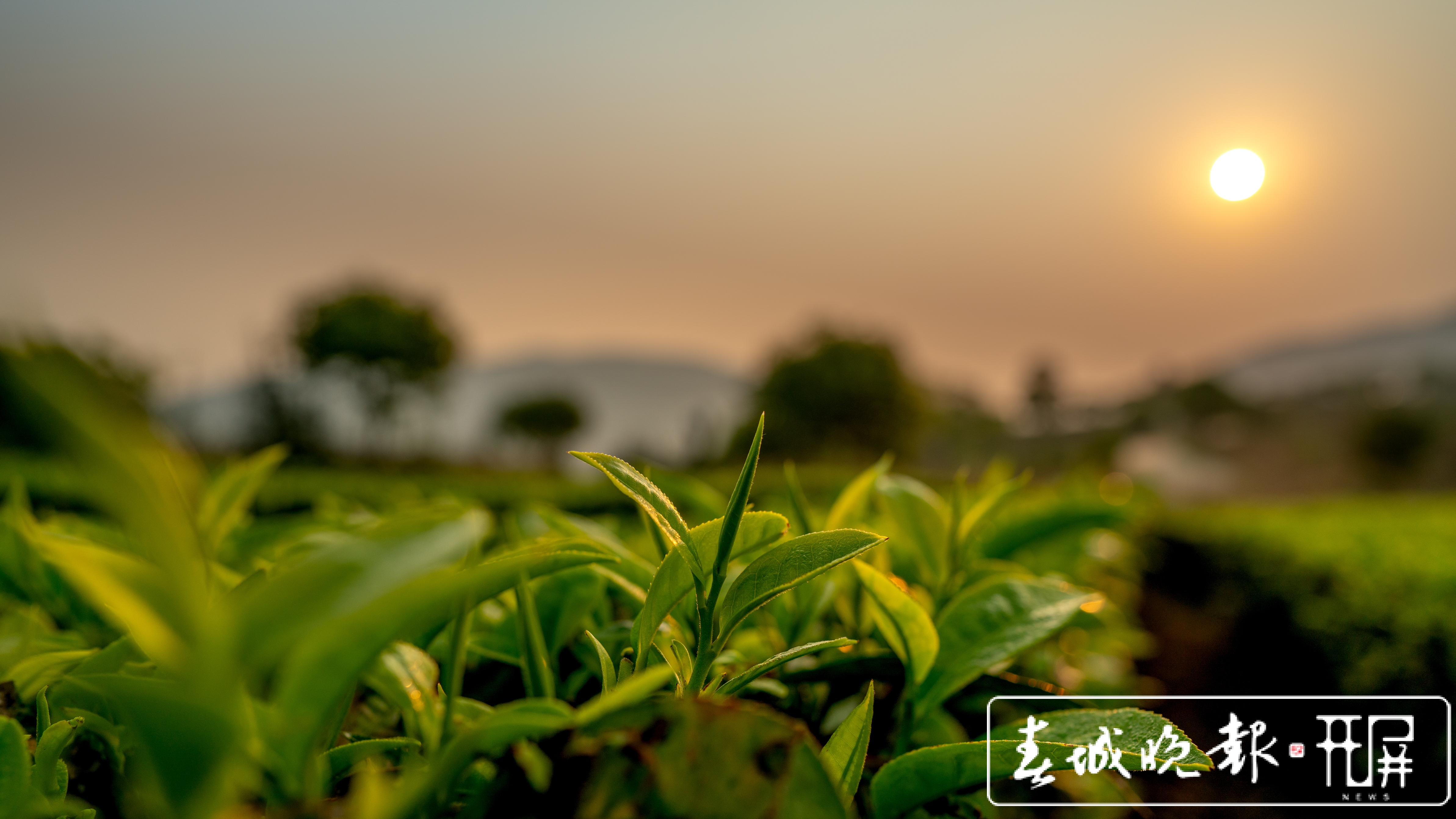 春茶系列报道3普洱困鹿山：茶树发芽率好于往年