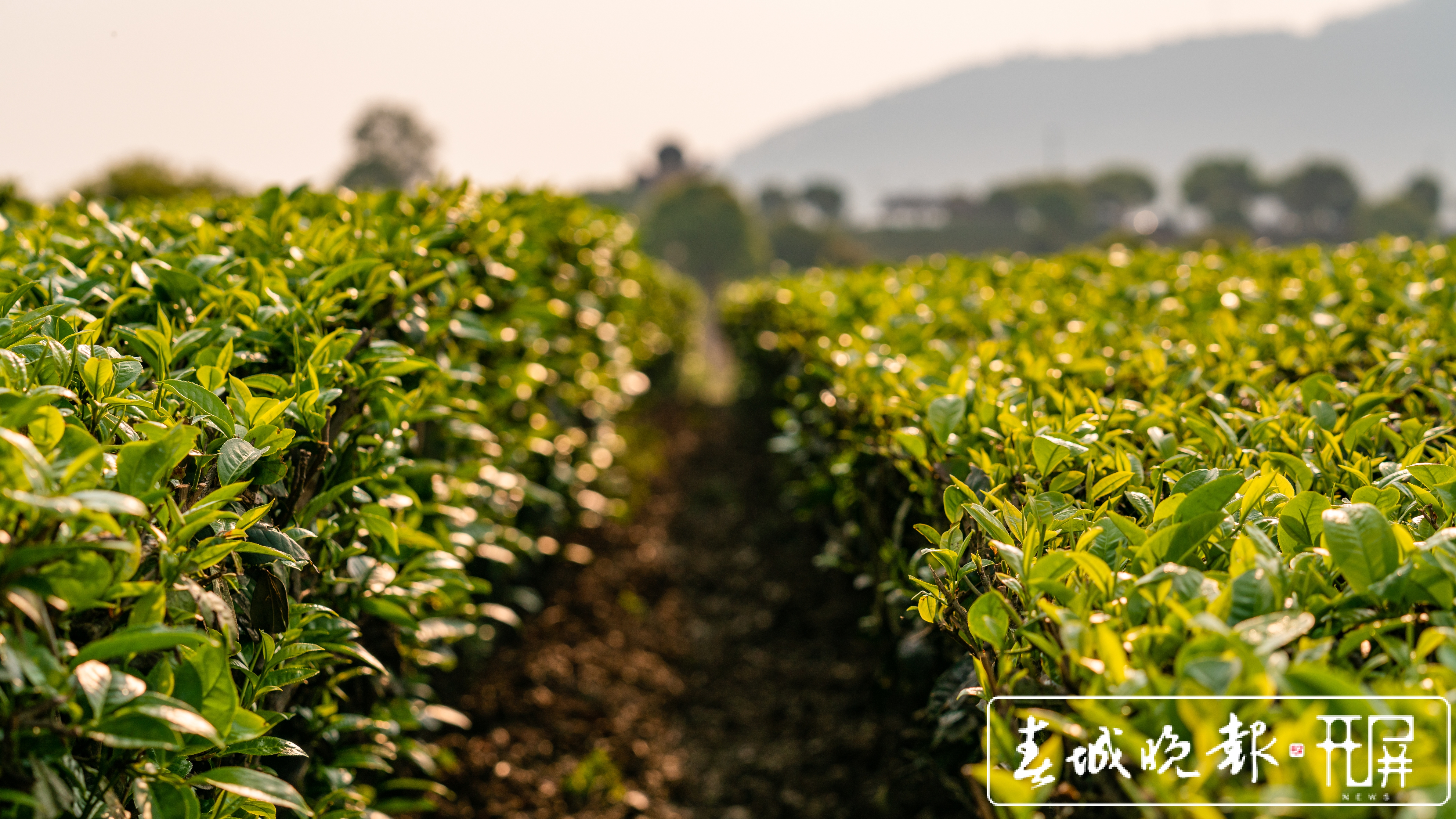春茶系列报道3普洱困鹿山：茶树发芽率好于往年