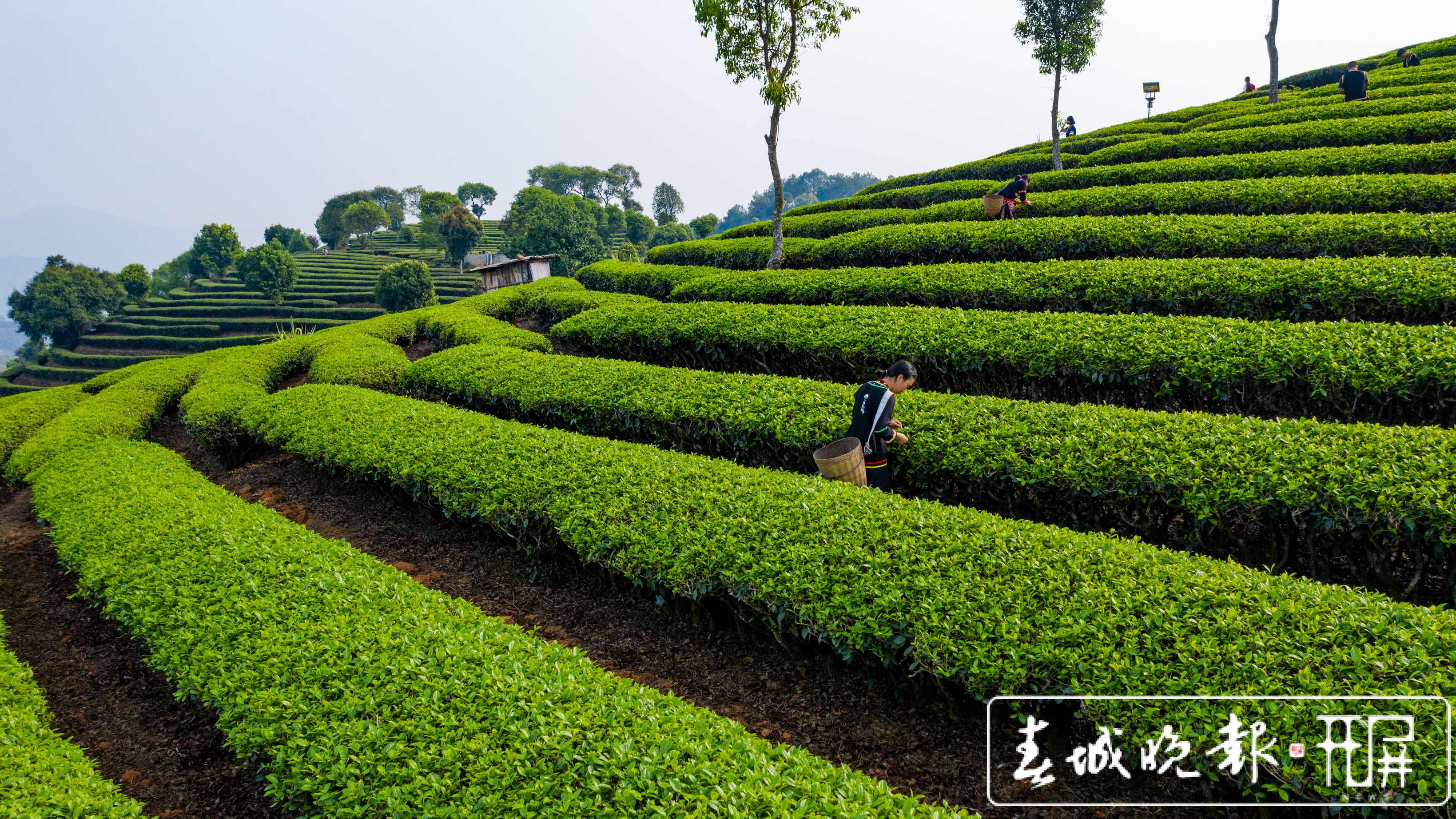 春茶系列报道3普洱困鹿山：茶树发芽率好于往年