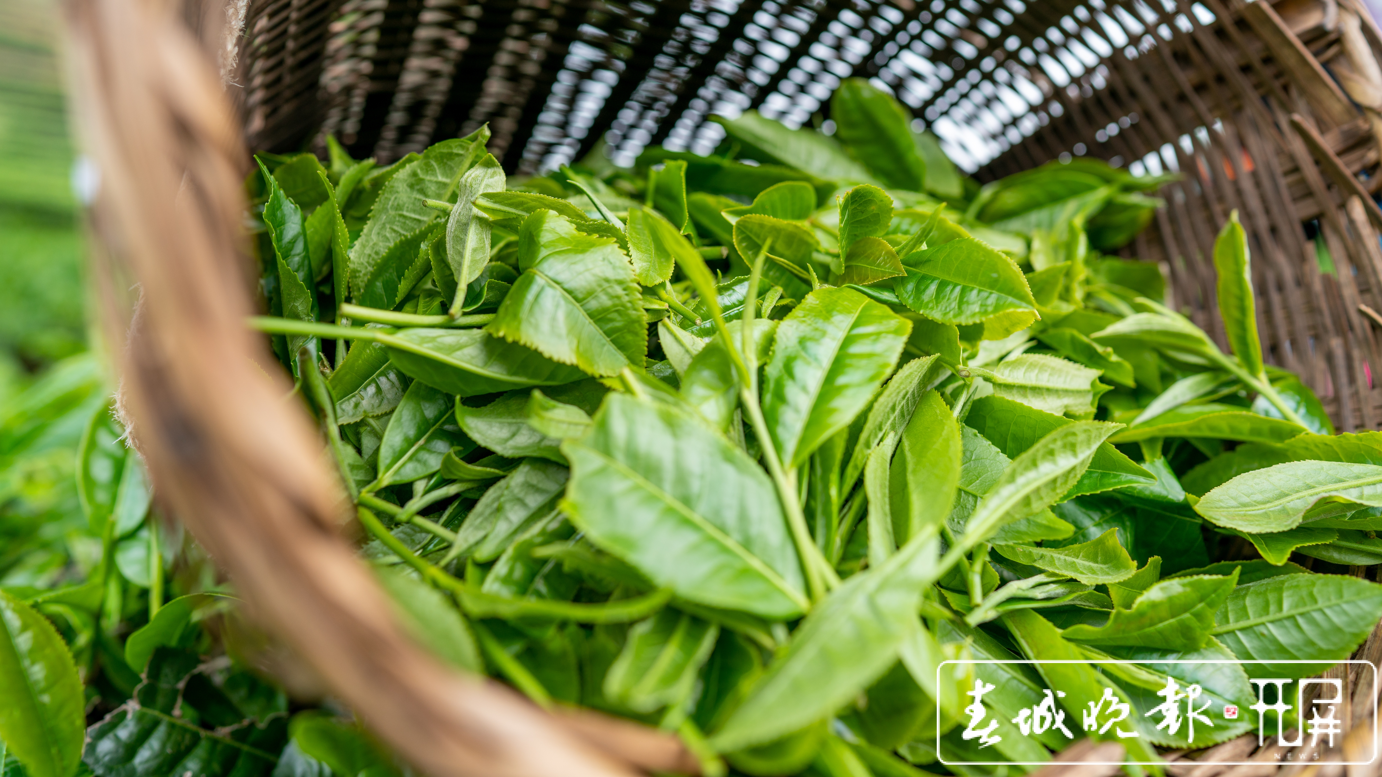 春茶系列报道3普洱困鹿山：茶树发芽率好于往年