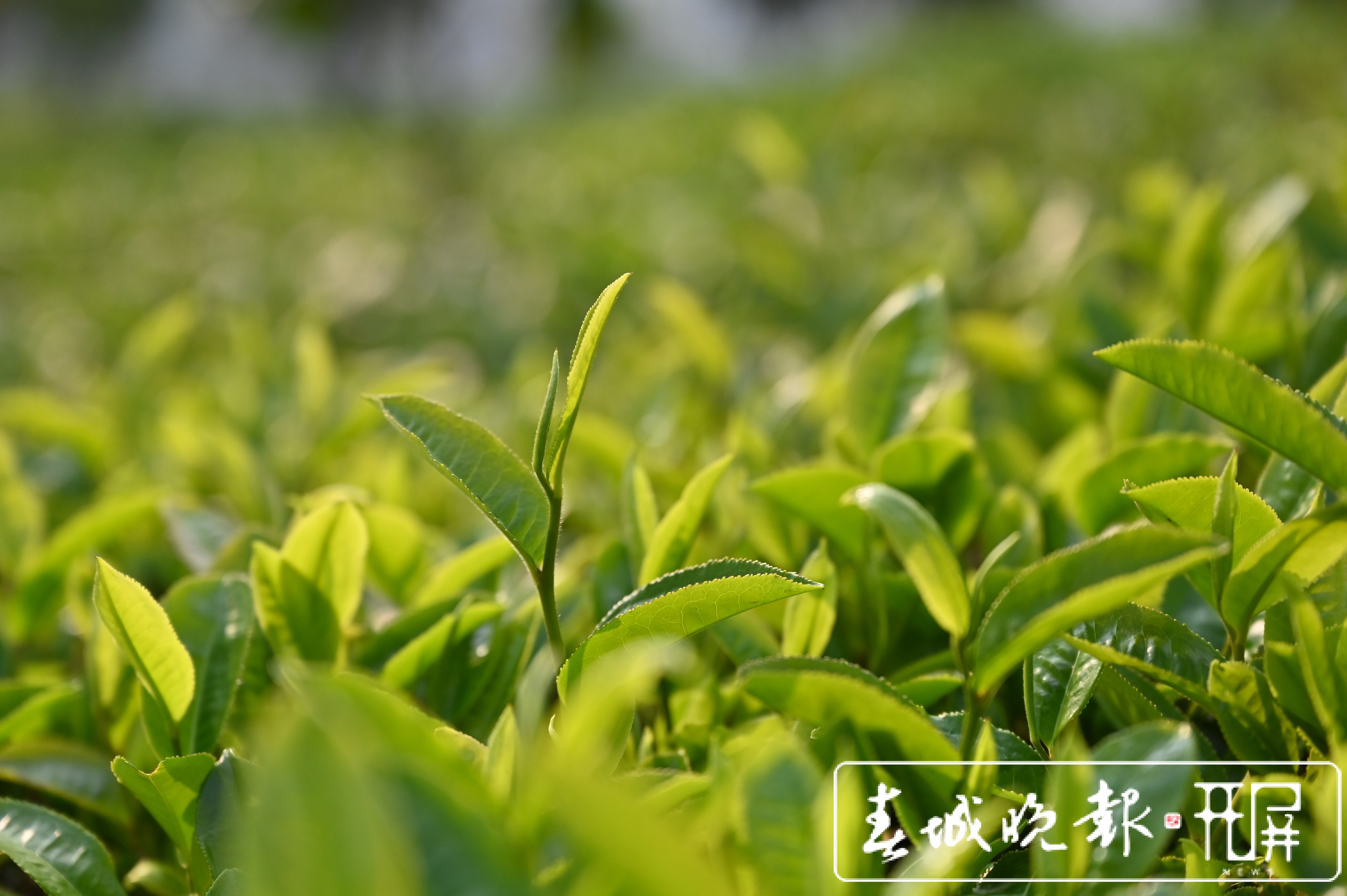 春茶系列报道3普洱困鹿山：茶树发芽率好于往年