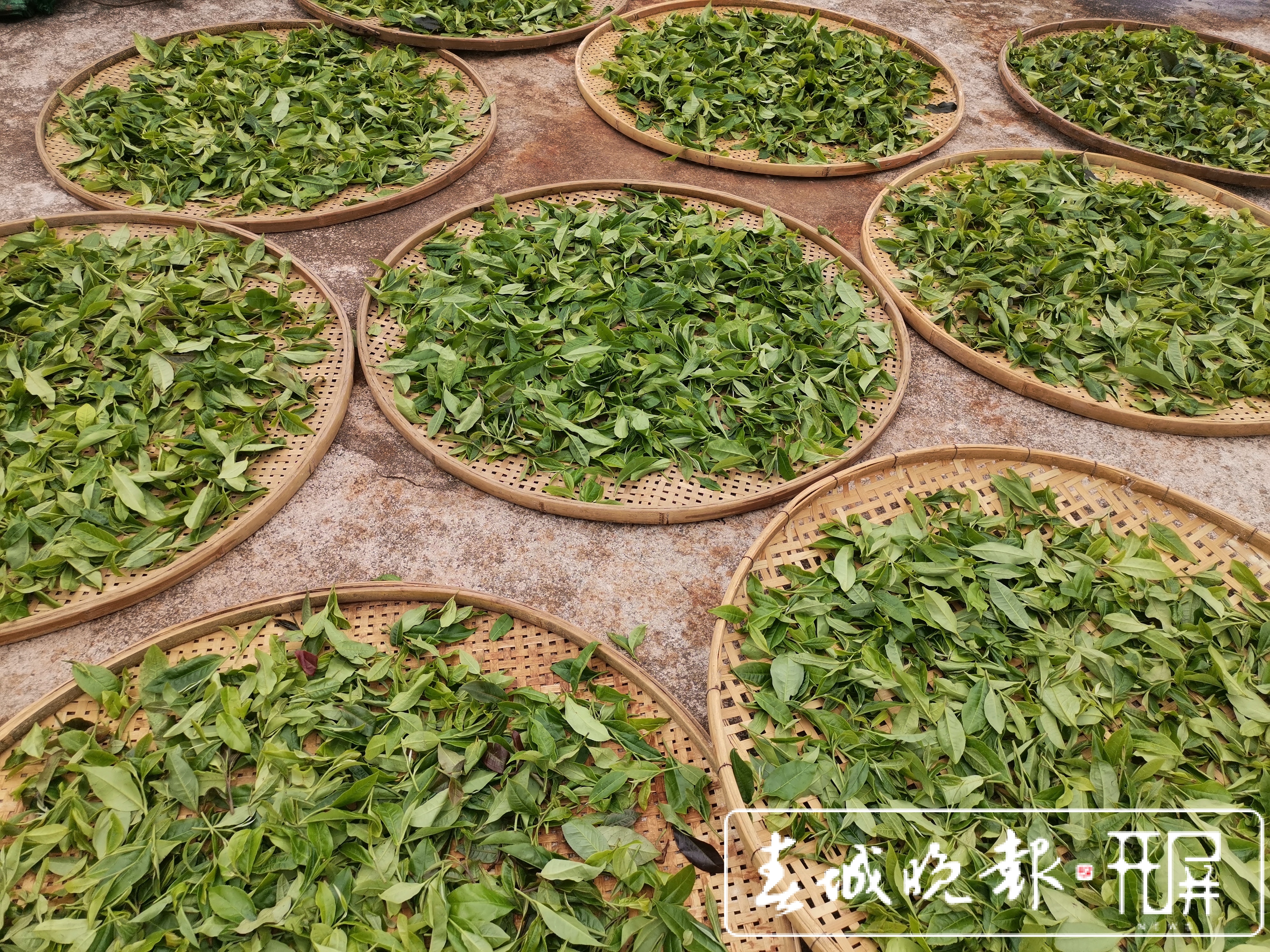 春茶系列报道3普洱困鹿山：茶树发芽率好于往年