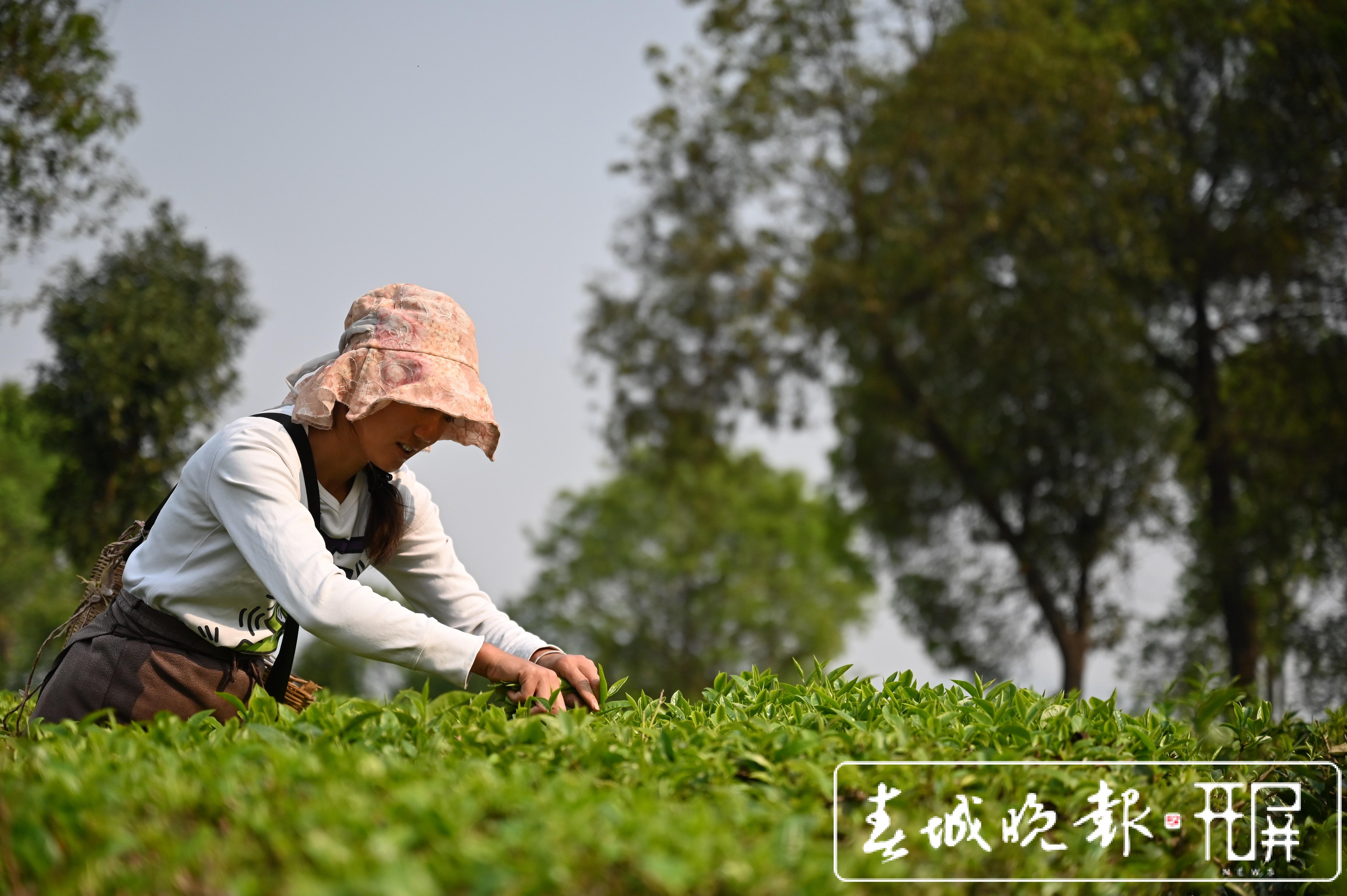 春茶系列报道3普洱困鹿山：茶树发芽率好于往年