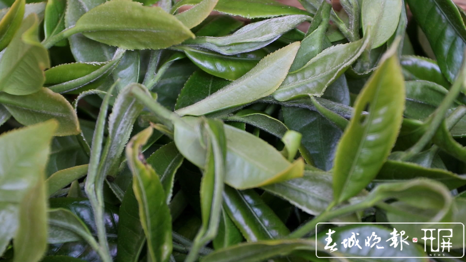 春茶系列报道4）保山施甸：古树茶开采，布朗族大妈家门口就能找到工作