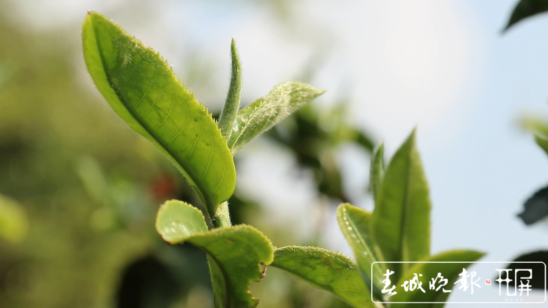 春茶系列报道4）保山施甸：古树茶开采，布朗族大妈家门口就能找到工作