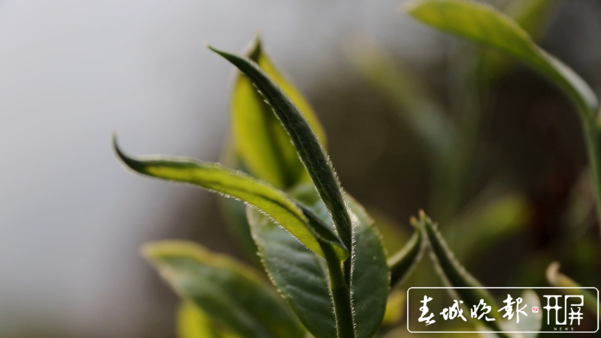 春茶系列报道4）保山施甸：古树茶开采，布朗族大妈家门口就能找到工作
