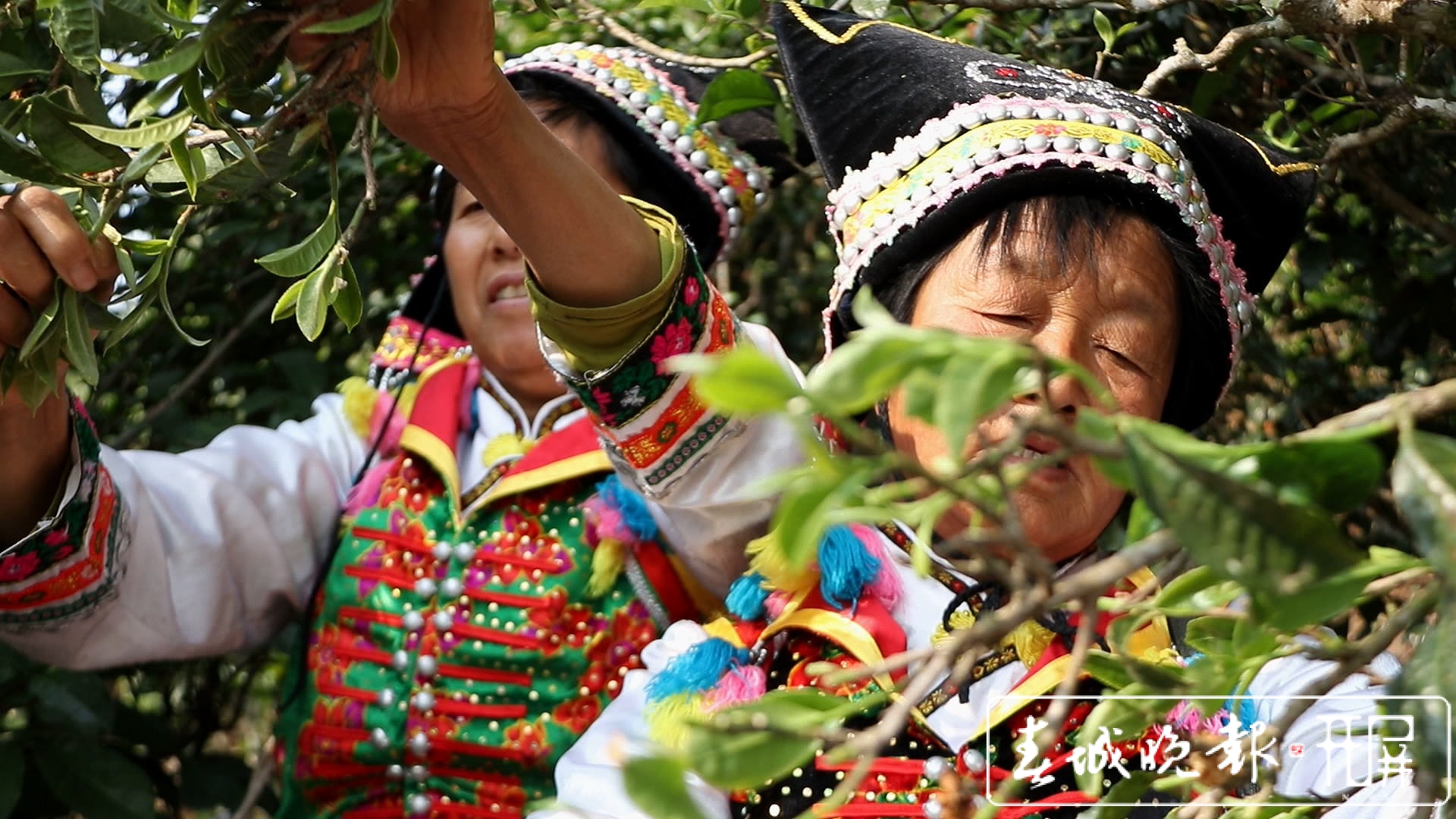 春茶系列报道4）保山施甸：古树茶开采，布朗族大妈家门口就能找到工作