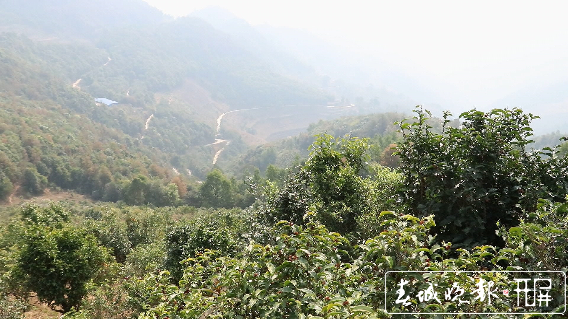 春茶系列报道4）保山施甸：古树茶开采，布朗族大妈家门口就能找到工作