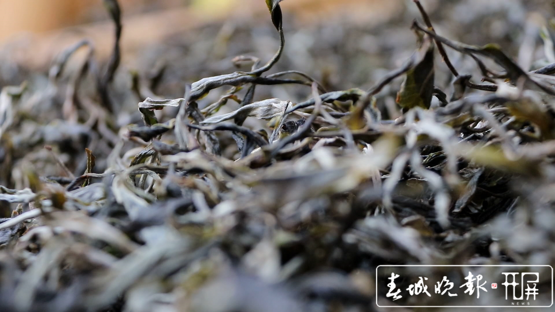 春茶系列报道4）保山施甸：古树茶开采，布朗族大妈家门口就能找到工作