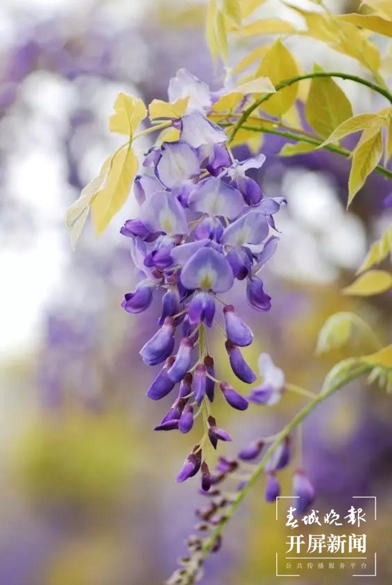 曲靖沾益紫藤花开了