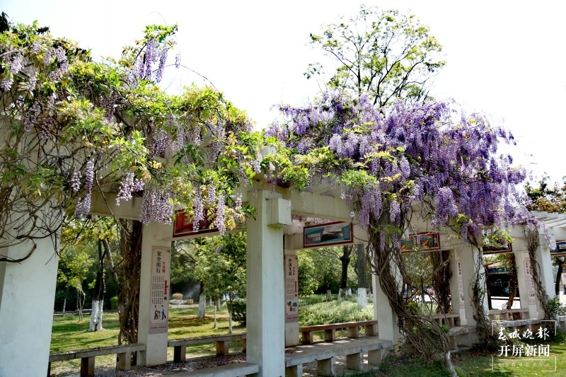 曲靖沾益紫藤花开了