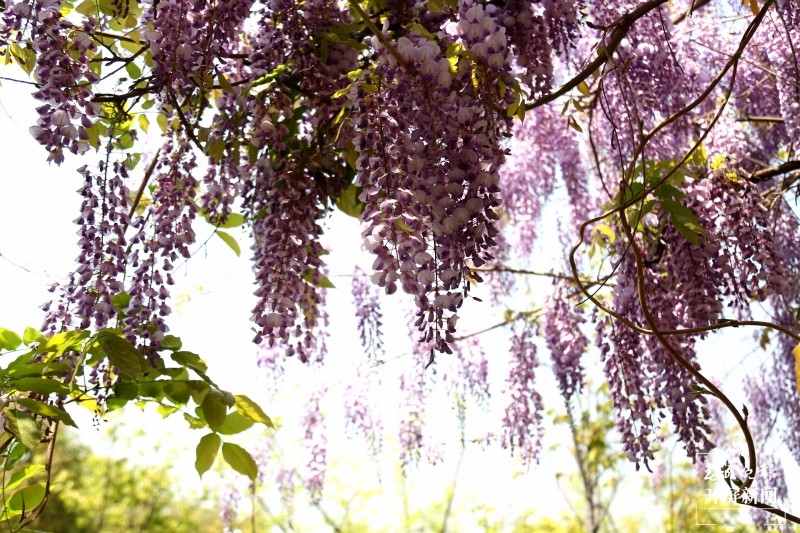 曲靖沾益紫藤花开了