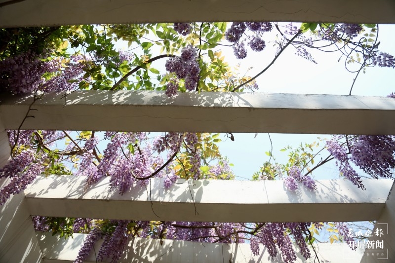曲靖沾益紫藤花开了