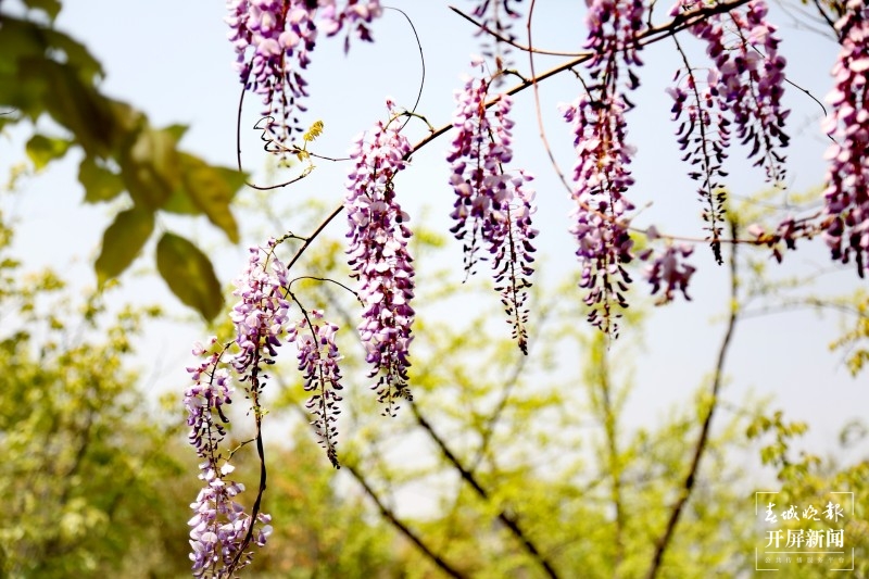 曲靖沾益紫藤花开了