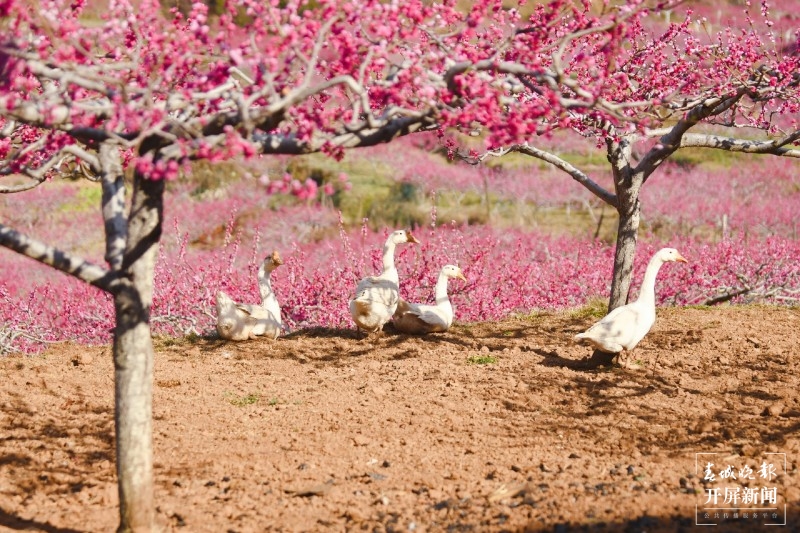 丽江吉北科，百亩桃林深处有人家