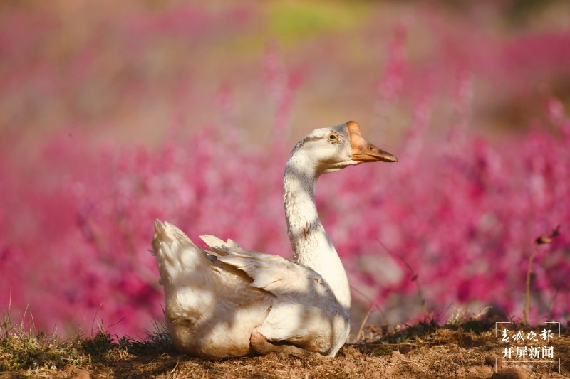 丽江吉北科，百亩桃林深处有人家