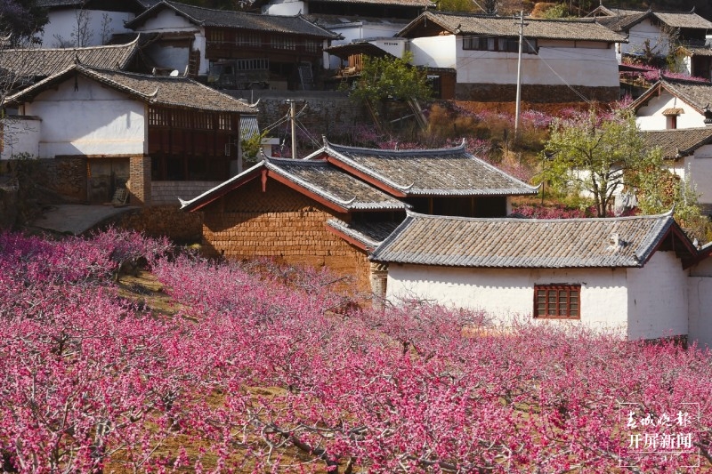 丽江吉北科，百亩桃林深处有人家