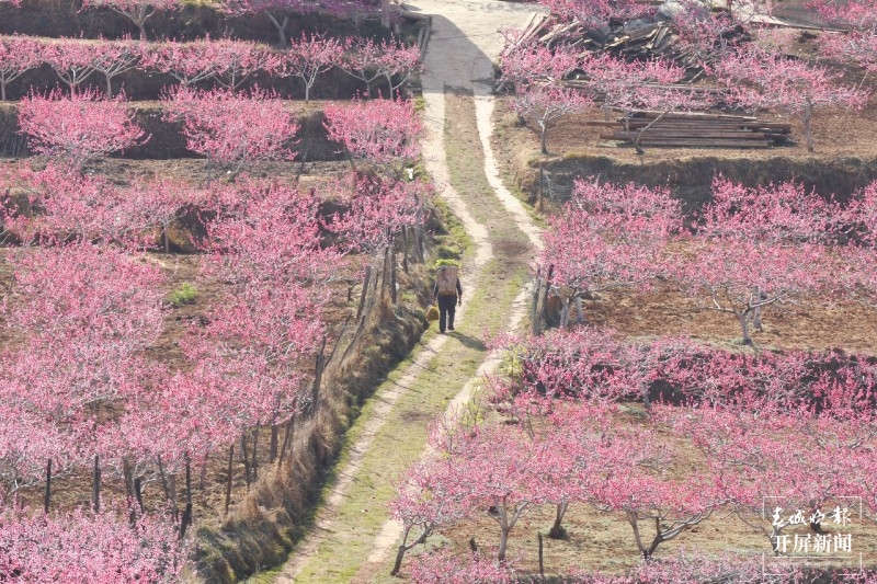 丽江吉北科，百亩桃林深处有人家