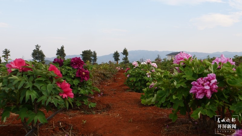 昆明阳宗海边，500亩牡丹与春争艳