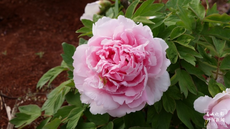 昆明阳宗海边，500亩牡丹与春争艳