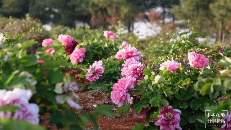 昆明阳宗海边，500亩牡丹与春争艳