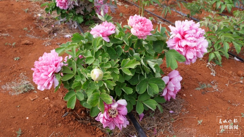 昆明阳宗海边，500亩牡丹与春争艳