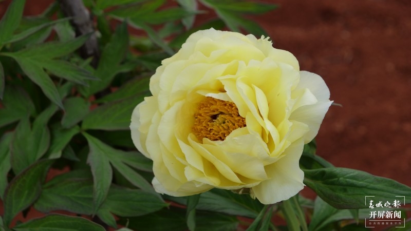 昆明阳宗海边，500亩牡丹与春争艳