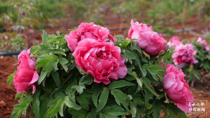 昆明阳宗海边，500亩牡丹与春争艳