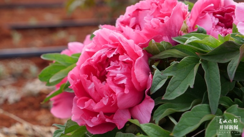 昆明阳宗海边，500亩牡丹与春争艳