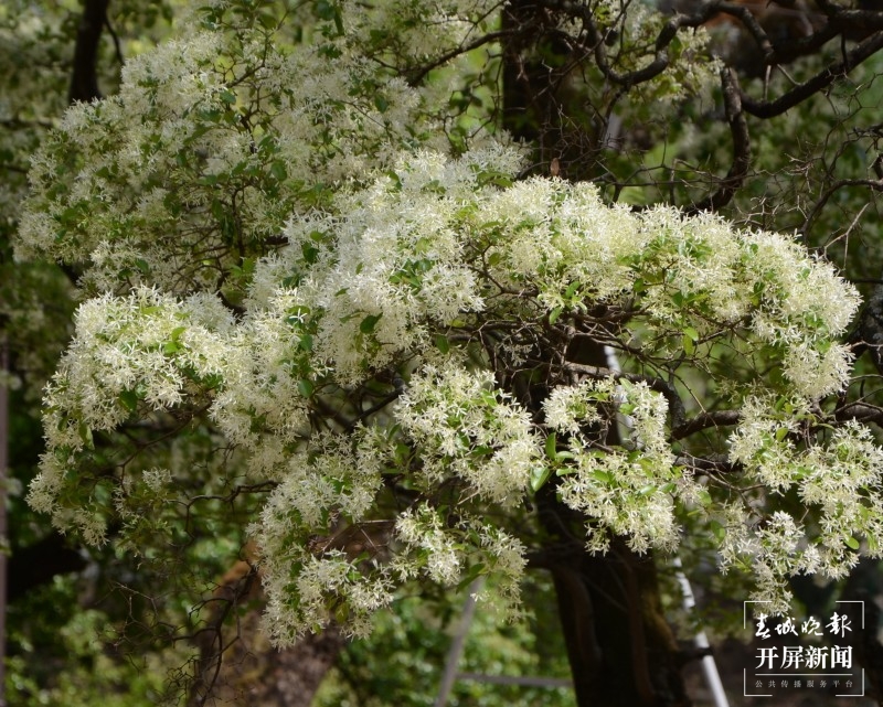 大理鹤庆西龙潭，流苏花开满树香