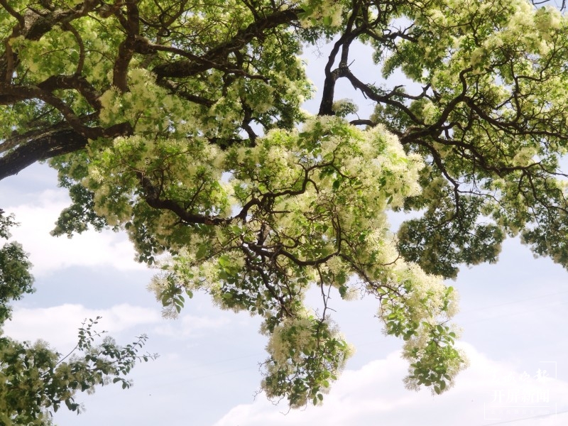 大理鹤庆西龙潭，流苏花开满树香