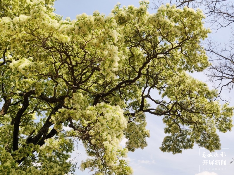 大理鹤庆西龙潭，流苏花开满树香