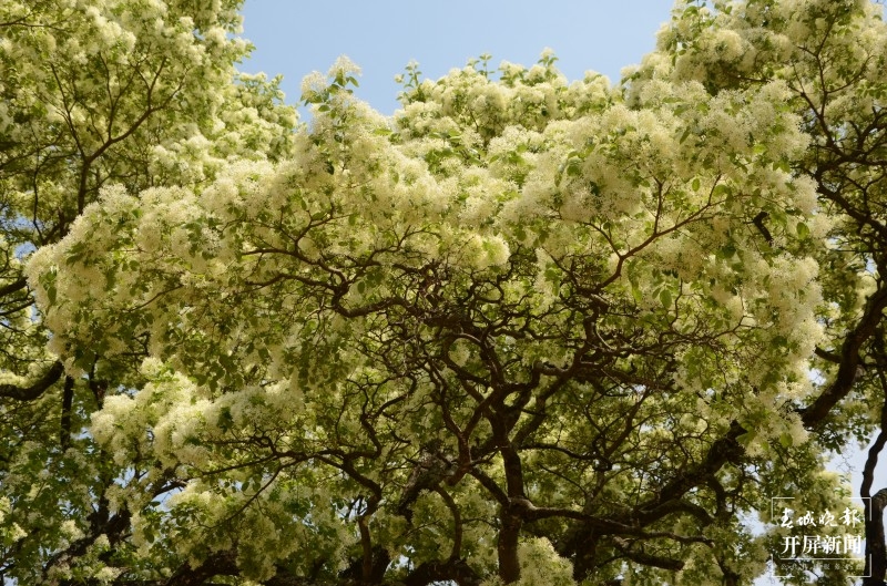 大理鹤庆西龙潭，流苏花开满树香