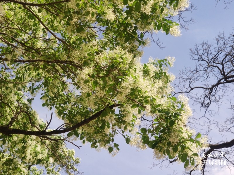 大理鹤庆西龙潭，流苏花开满树香